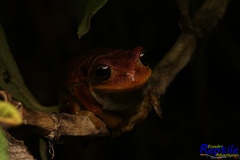 Gastrotheca cuencana