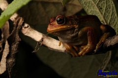 Gastrotheca cuencana