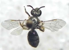 Lasioglossum versatum