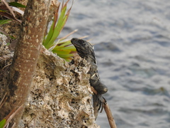 Ctenosaura oedirhina