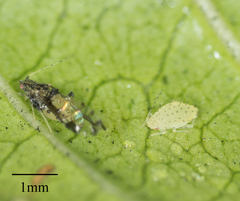 Sarucallis kahawaluokalani