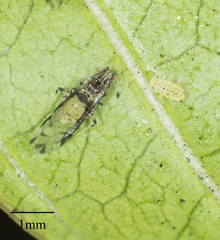 Sarucallis kahawaluokalani