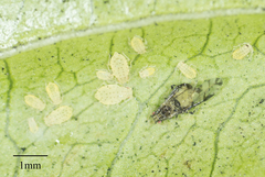 Sarucallis kahawaluokalani