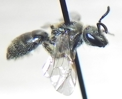 Lasioglossum versatum