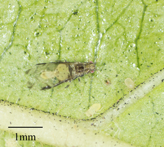 Sarucallis kahawaluokalani