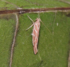 Pyroderces argyrogrammos