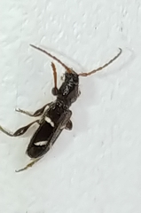 Phymatodes nitidus
