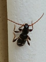 Phymatodes nitidus