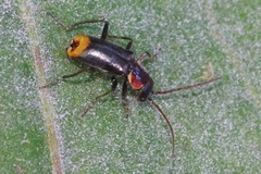 Axinotarsus pulicarius