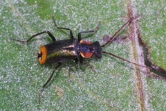 Axinotarsus pulicarius
