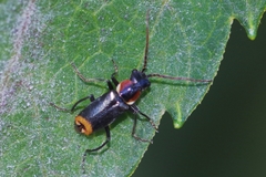Axinotarsus pulicarius