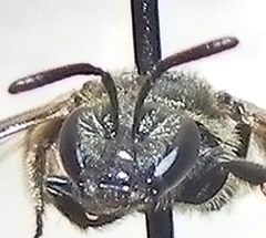 Lasioglossum versatum