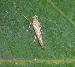 Pyroderces argyrogrammos