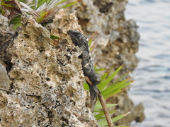 Ctenosaura oedirhina