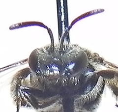 Lasioglossum versatum
