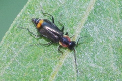 Axinotarsus pulicarius