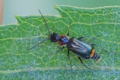 Axinotarsus pulicarius