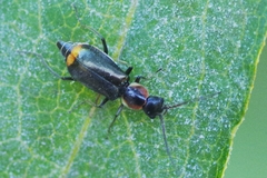 Axinotarsus pulicarius