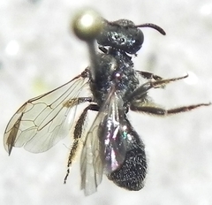 Lasioglossum versatum