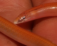 Gray's Dwarf Legless Skink photo 4
