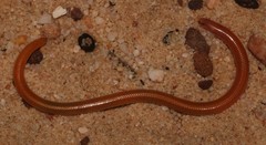 Gray's Dwarf Legless Skink photo 3