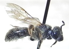 Lasioglossum versatum