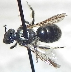 Lasioglossum versatum