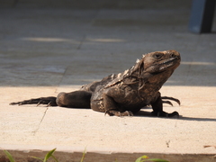 Ctenosaura oedirhina