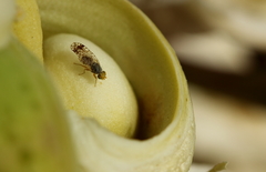 Euarestoides acutangulus