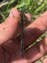 Somatochlora kennedyi