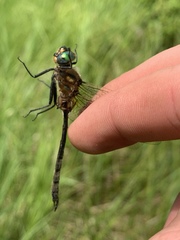 Somatochlora kennedyi