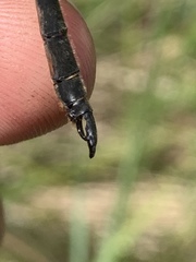 Somatochlora kennedyi