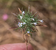 Navarretia tagetina