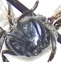 Lasioglossum versatum