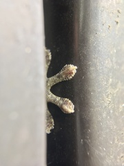 Gekko japonicus