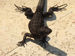 Ctenosaura oedirhina