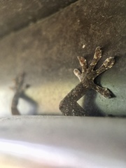 Gekko japonicus