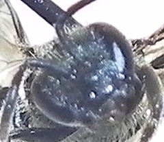 Lasioglossum versatum