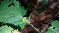Dasineura crataegibedeguar