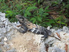 Ctenosaura oedirhina