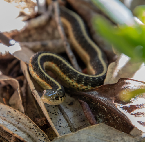 iNaturalist observation photo of Western Terrestrial Garter Snake