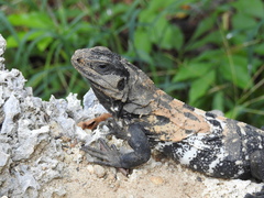 Ctenosaura oedirhina