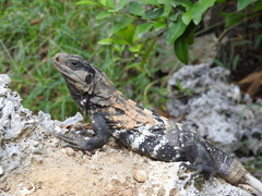 Ctenosaura oedirhina