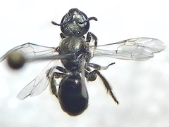 Lasioglossum versatum