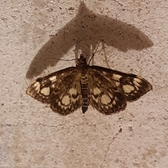 Anania coronata