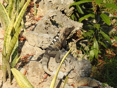 Ctenosaura oedirhina