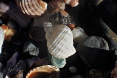 Coralliophila squamosissima image