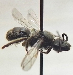 Lasioglossum versatum