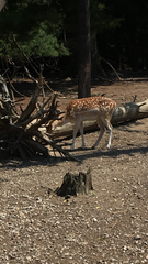 Cervini