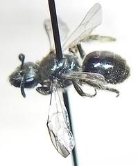 Lasioglossum versatum